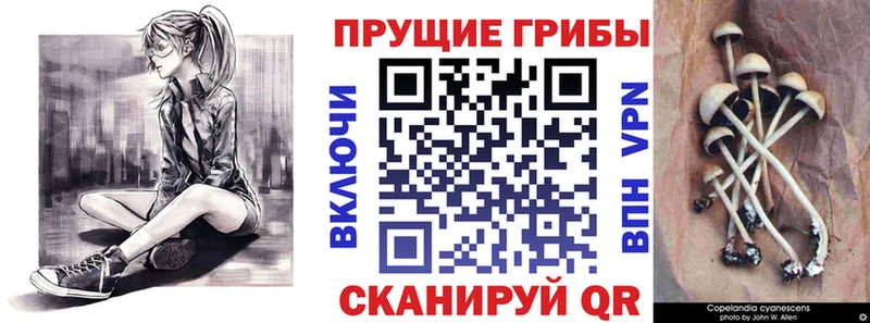 Галлюциногенные грибы мицелий  Сосновый Бор 